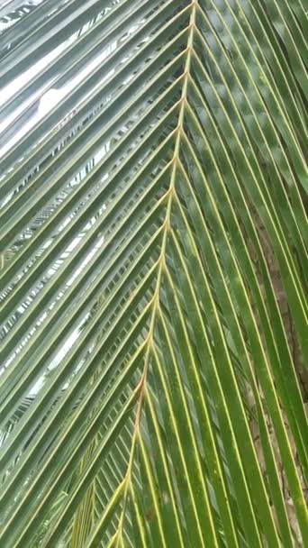 Vertical Video Palm Tree Leaf Beach Kaimana Island Inglés Hermosa — Vídeo de stock
