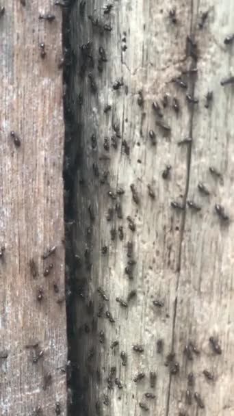 Colonia Hormigas Contra Fondo Madera Papúa Indonesia Vídeo Vertical Hermosa — Vídeo de stock