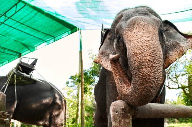 Tayland hayvanlarda. Tayland Filler ile yolculuk Saddles. Seyahat, T