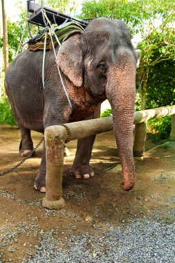 Animals In Thailand. Thai Elephant With Rider Saddle. Travel Asi clipart