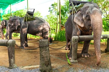 Tayland hayvanlarda. Tayland Filler ile yolculuk Saddles. Seyahat, T