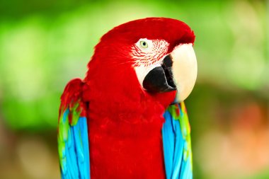 Birds, Animals. Red Scarlet Macaw Parrot. Travel, Tourism. Thail clipart