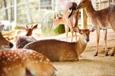 Hayvanlar. Sika geyiği aile Hayvanat Bahçesi. Tayland, Asya. Seyahat, bilgisiyle