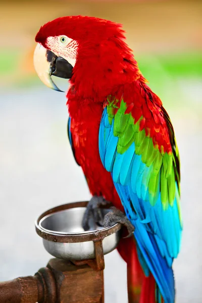 Pájaros, animales. Loro guacamayo rojo escarlata. Viajes, Turismo. Thail. — Foto de Stock