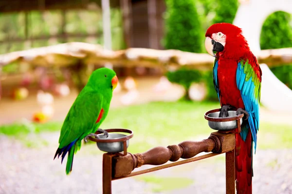 Pájaros, animales. Guacamayo rojo escarlata, Green Solomon Island Eclectus — Foto de Stock