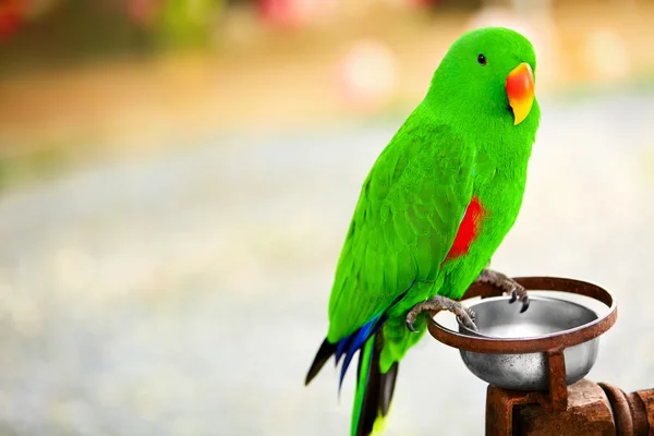 Fåglar, djur. Solomon Island Eclectus papegoja. Resor, turism. — Stockfoto