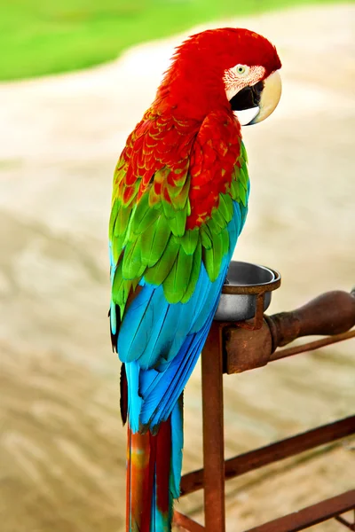 Pájaros, animales. Loro guacamayo rojo escarlata. Viajes, Turismo. Thail. — Foto de Stock