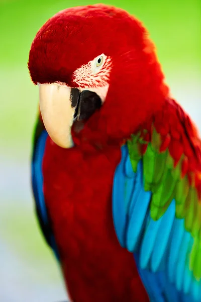 Pájaros, animales. Loro guacamayo rojo escarlata. Viajes, Turismo. Thail. — Foto de Stock