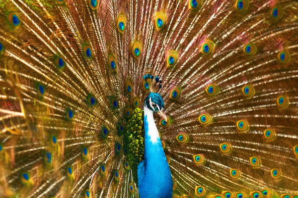 Birds Of Thailand. Pavo real con plumas hacia fuera. Animales. Viajar, T — Foto de Stock