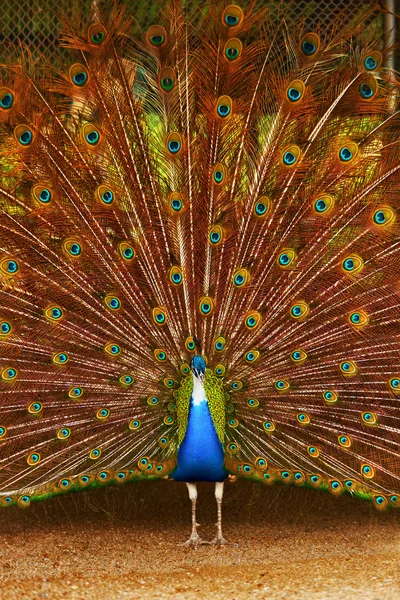 Birds Of Thailand. Pavo real con plumas hacia fuera. Animales. Viajar, T — Foto de Stock