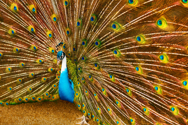 Birds Of Thailand. Peacock With Feathers Out. Animals. Travel, T