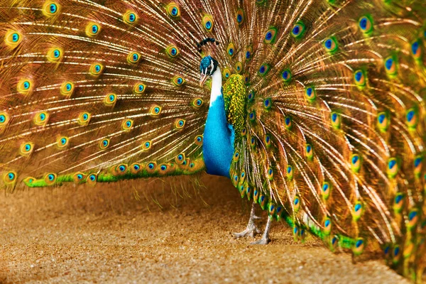 Vogels van Thailand. Peacock met veren uit. Dieren. Reizen, T — Stockfoto