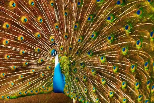 Birds Of Thailand. Pavo real con plumas hacia fuera. Animales. Viajar, T —  Fotos de Stock