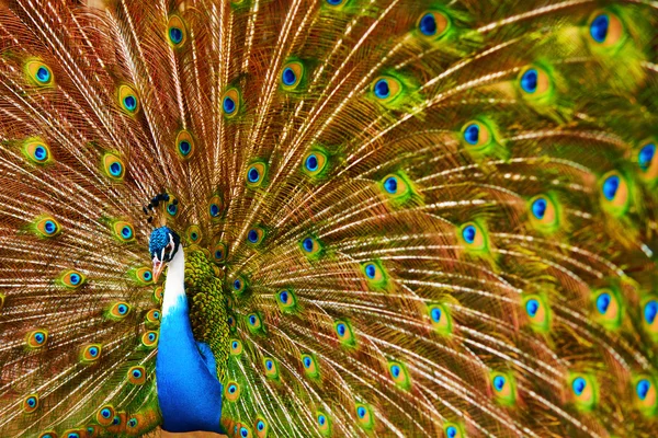 Pájaros, animales. Pavo real con plumas expandidas. Tailandia, Asia . — Foto de Stock