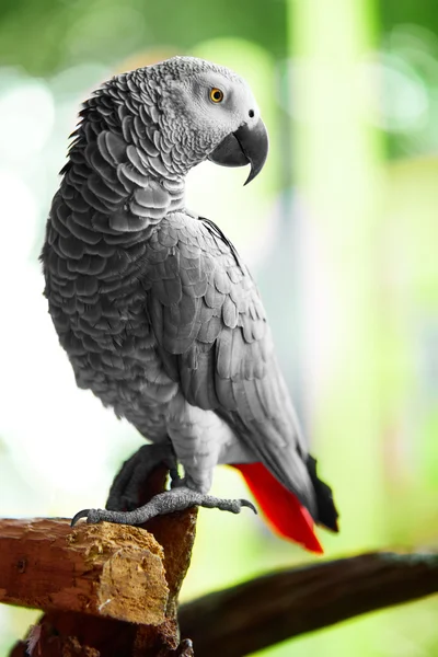 Pájaros, animales. Loro gris africano, Jako. Viajes, Turismo. Tailandés — Foto de Stock