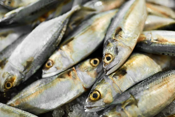 Voedsel. Makreel vissen op de markt. Schaal-en schelpdieren. Gezond eten. Voedings — Stockfoto