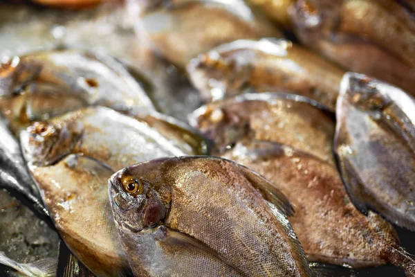 Vers rauw voedsel. Vis op de markt. Schaal-en schelpdieren. Gezonde voeding. — Stockfoto