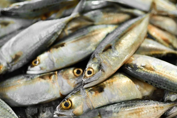 Voedsel. Makreel vissen op de markt. Schaal-en schelpdieren. Gezond eten. Voedings — Stockfoto