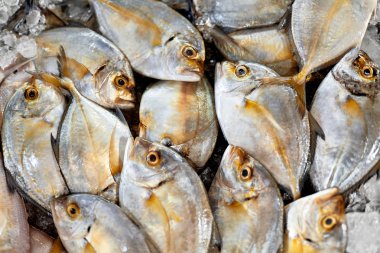 Taze gıda, çiğ balık. Malabar Trevally. Sağlıklı beslenme, diyet,