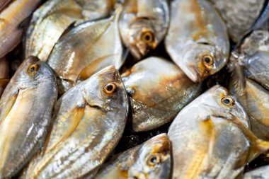 Taze gıda, çiğ balık. Malabar Trevally. Sağlıklı beslenme, diyet,