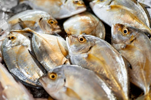 Taze gıda, çiğ balık. Malabar Trevally. Sağlıklı beslenme, diyet,