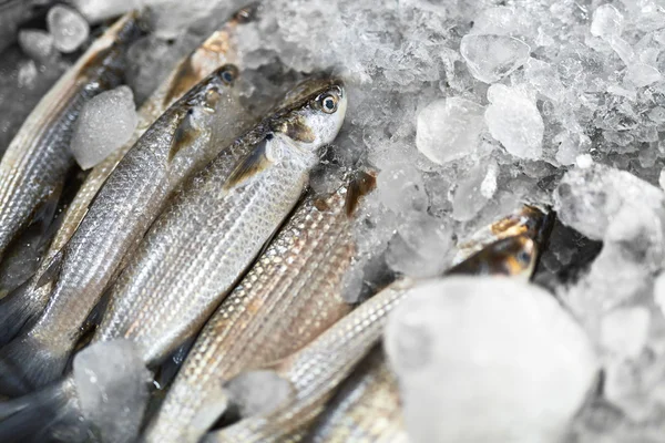 Vis. Grey Mullet, Ice. zeevruchten. Gezonde voeding eten. Voeding — Stockfoto