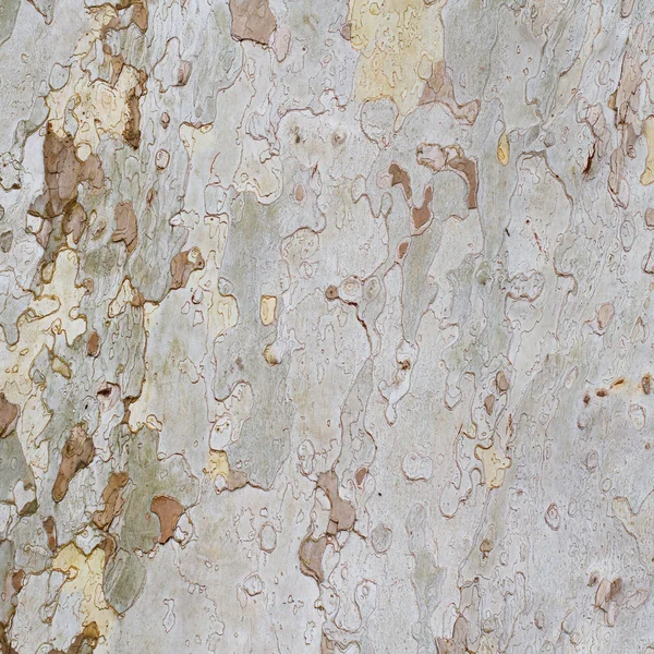 Plane tree bark