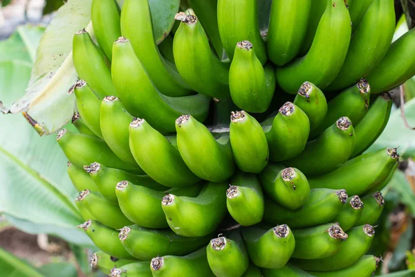 Bunch of small green bananas