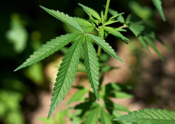 Green cannabis leaf — Stock Photo, Image