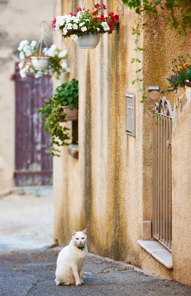 Francia Provence-ban macska utca — Stock Fotó