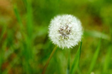 Yeşil çimenlerin üzerinde beyaz bir karahindiba, parlak bir fotoğraf.