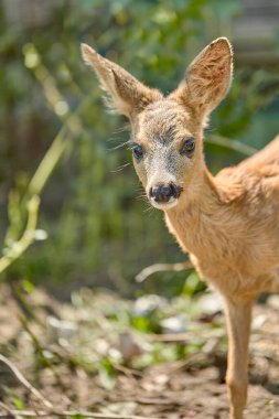 Küçük meraklı bir geyik, yeşil çalıların ve ağaçların arkasında neler olduğuna bakar.