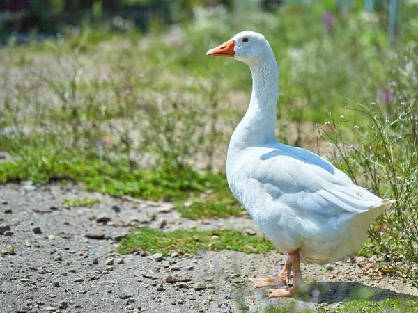 一只长着橙色喙的白鹅沿着大路走着 后面是绿草 — 图库照片
