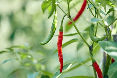 Kırmızı ve yeşil doğal biberler yeşil yaprakların arka planında yetişir. Biber bahçede.