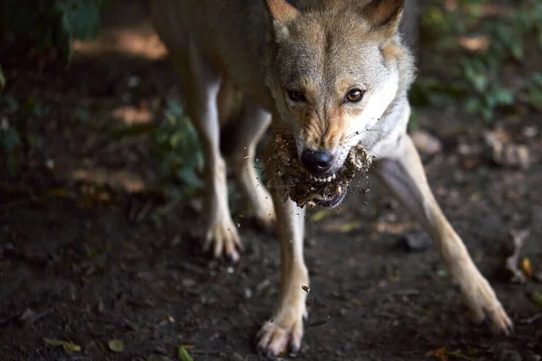 Loup Gris Déchire Mange Viande Des Morceaux Viande Terre Volent — Photo