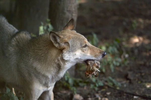 Lobo cinzento rasga e come carne de presa — Fotografia de Stock