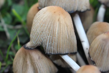 Mantar boletus edilus. Ormanda popüler beyaz Boletus mantarları. Çimen arka planındaki güzel mantar demetini kapat.