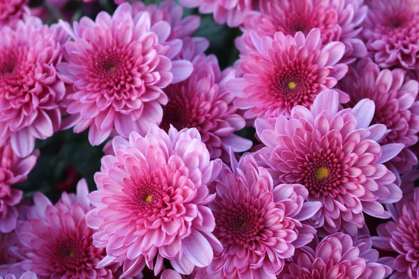 High Angle View Pink Flowering Plants Disebut Purple Chrysanthemums Latar Stok Foto Bebas Royalti