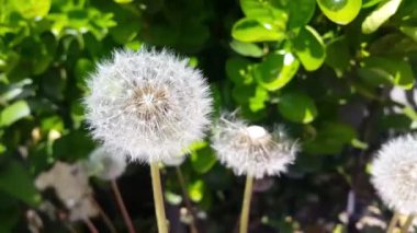 Beyaz kabarık çiçeğin (Bilimsel adı: Calliandra haematocephala 'Alba') bahar mevsiminde temiz havada hareket eden yeşil yapraklarla yakın görüntüsü. 4K taze çiçek videosu.