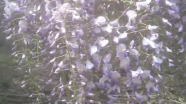 Bahar mevsiminde temiz havada hareket eden yeşil yapraklı mor Fabaceae (Leguminosae) çiçeğinin yakın görüntüsü. 4K taze çiçek videosu.