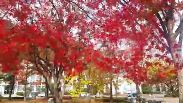 Video Coloridas Hojas Rojas Verdes Naranjas Ondeando Aire Libre Durante — Vídeos de Stock