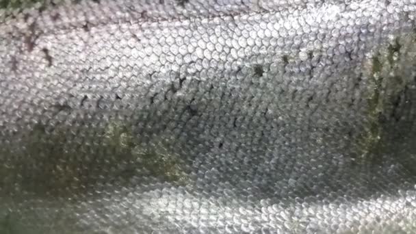Κοντινό Πλάνο Ψαριών Γκρι Γκρι Και Ασημί Γυαλιστερή Ζυγαριά Δέρματος — Αρχείο Βίντεο