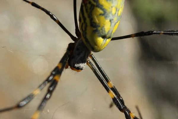 Närbild Med Selektivt Fokus Gigantisk Spindel Och Spindelnät Med Suddig — Stockfoto