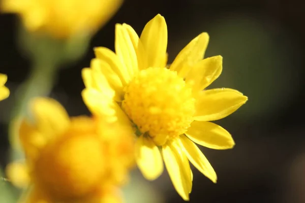 Close Macro Photo Selective Focus Marigold Calendula Flowers Yellow Daisy — Stock Photo, Image