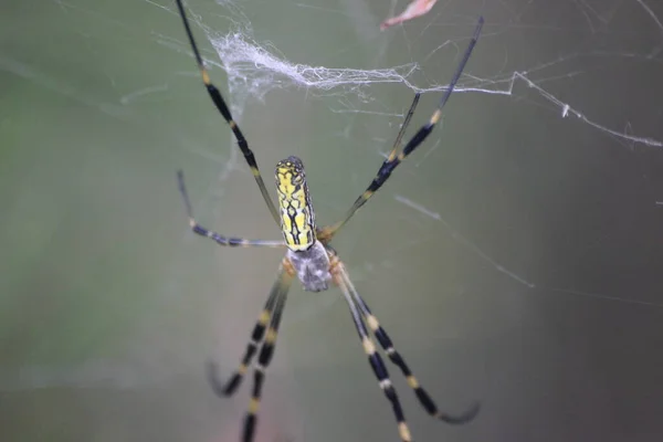 Närbild Med Selektivt Fokus Gigantisk Spindel Och Spindelnät Med Suddig — Stockfoto