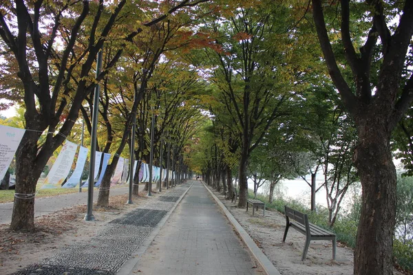 Yaya Geçidi Halk Yürüyüşü Için Yan Taraflarında Ağaçlarla Yürümek Kenar — Stok fotoğraf
