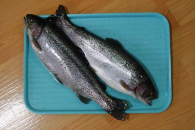 Mavi arka planda izole edilmiş gri ya da gri ya da gümüş renkli parlak deri pullarıyla balıkların yakın çekimi. Balık derisi desen arkaplanı.