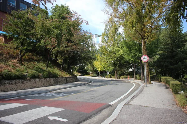 Paved road between trees with road lines and zebra crossing