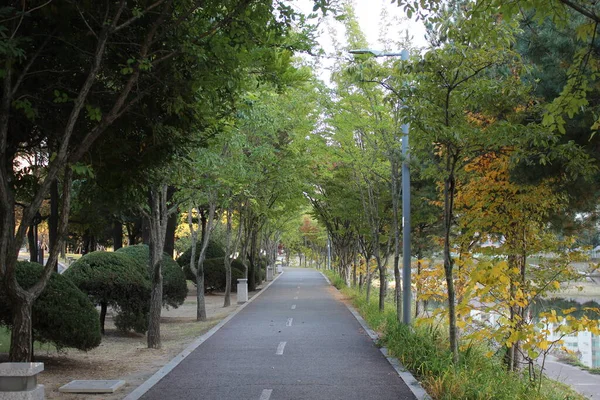 Caminho Pedestre Pavimentado Caminho Com Árvores Nas Laterais Para Caminhada — Fotografia de Stock