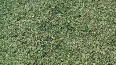 Parktaki yeşil çimlerin üzerinde hareket etme görüntüsü veya oyun için spor kursu